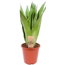 Sansevieria Moonshine | Indoor Home or Office Snake Plant (30-40cm Incl. Pot)