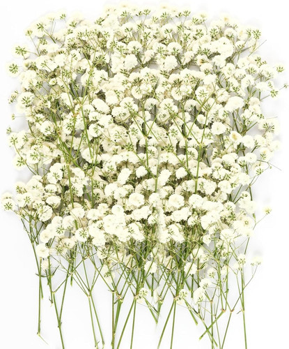 100pcs dried pressed flowers - 100pcs,