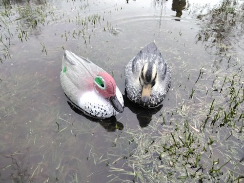 Teal decoy floating ducks - ducks,