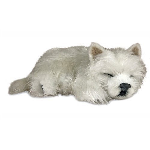 Precious petzzz westie - petzzz,