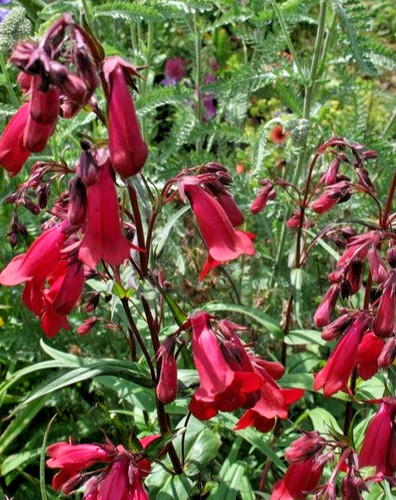 Penstemon garnet red - garnet, flowers