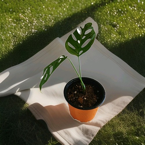 Swiss cheese philodendron live - cheese,
