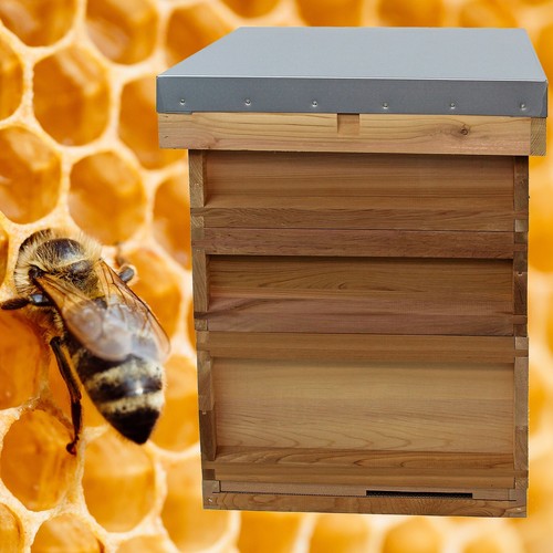 National bee hive cedar - hive,