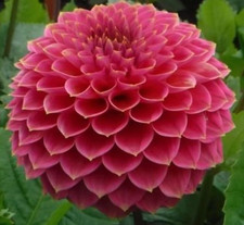 2 x Dahlia tubers of