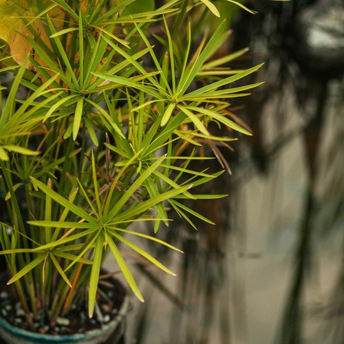 Umbrella palm tree tropical - palm,