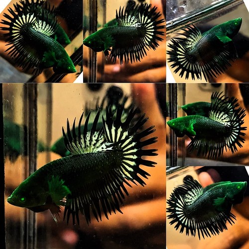 Live betta fish crowntail - fish, hulk