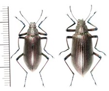 Tenebrionidae:Andocamaria
