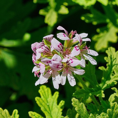 Citronella scented leaf - scented,