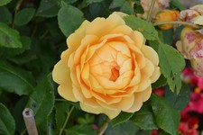 bench top metal lathe