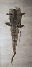 Taxidermy Lizard Skin, Curio