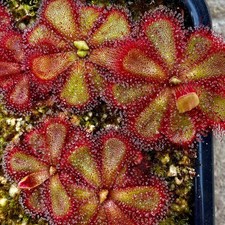 Carnivorous Drosera cuneifolia