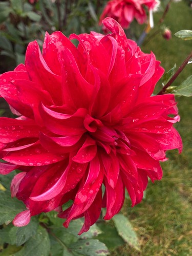 Three dahlia red - dahlia, labyrinth'