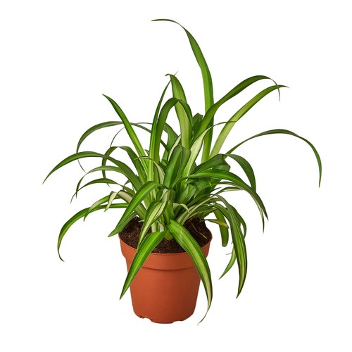 Spider plant hawaiian - hawaiian, •