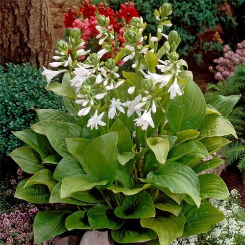 Exotic fragrant hosta royal - 01,