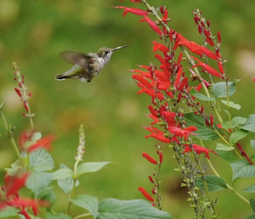 400 scarlet sage seeds salvia - scarlet,