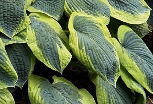 Hosta sieboldiana francis - hosta,