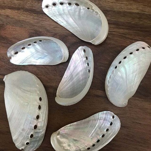 Beach decor white abalone - beach,