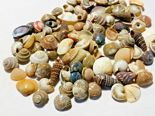 Natural seashells tiny - natural,