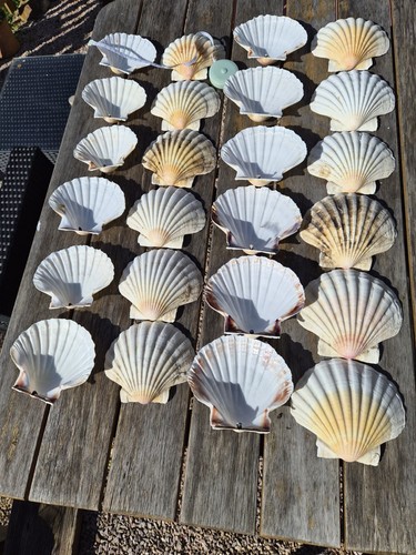 Extra large atlantic scallop - extra,