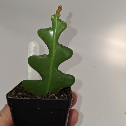 Zig zag cactus cutting - zig, |