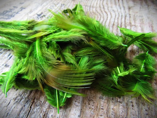 Ifs golden pheasant rump - golden, rump-