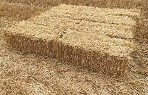 Wheat barley straw - 13,