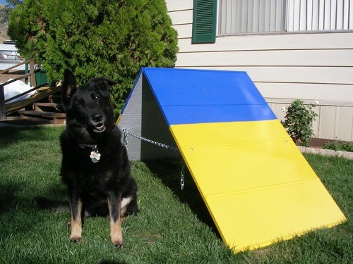 Dog agility equipment - agility,