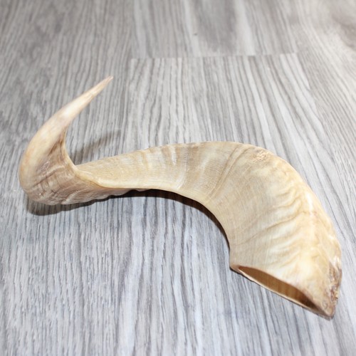 Sheep horn 265 natural - ,