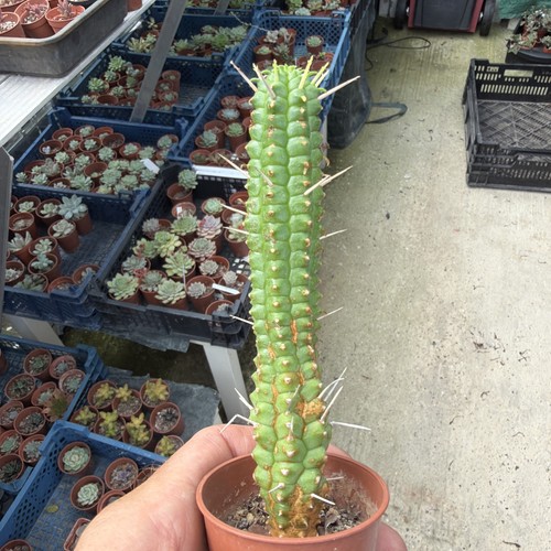 Succulent euphorbia plant - euphorbia,