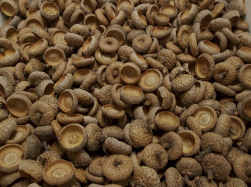 150 acorn caps real - caps, michigan