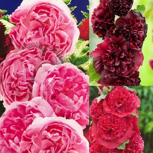 Mallow hollyhock alcaea - mallow,