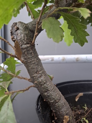 Chunky yamadori oak bonsai - yamadori,