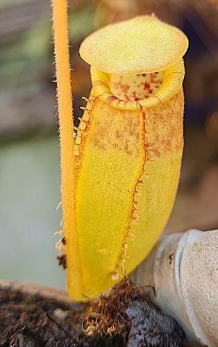 Nepenthes aristolochioides x - (aristolochioides,