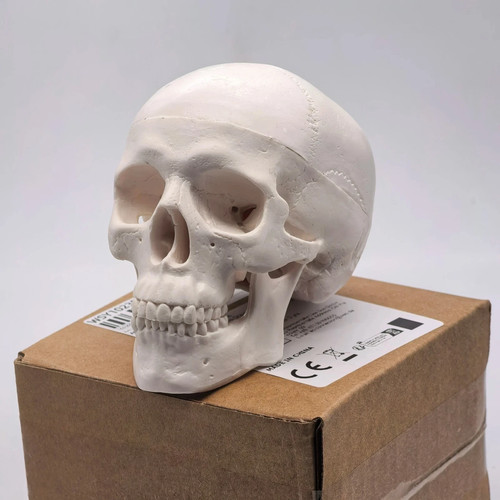 Human skull replica resin - skull,