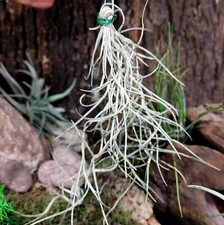Spanish Moss Tillandsia Usneoides | Trailing Airplant | 12 to 15cm long
