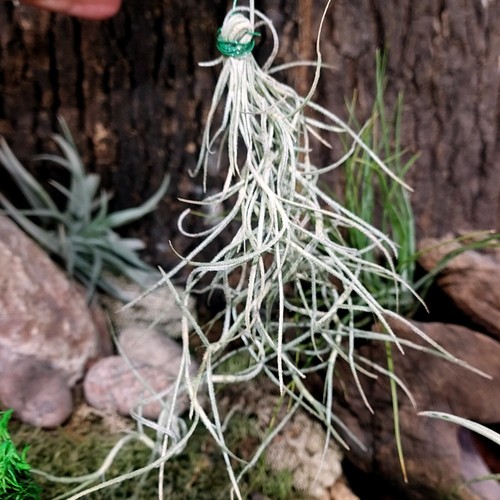 Spanish moss tillandsia - spanish,