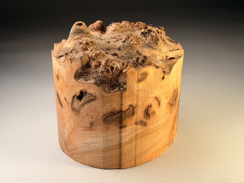 Amazing large live edge burr - live,