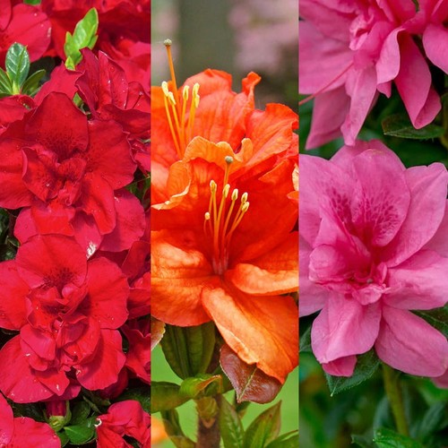 Japanese azalea plants - 3,