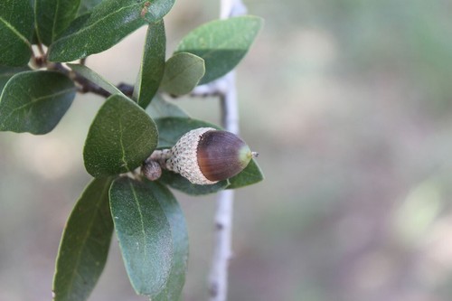 Fresh acorns canyon live - 20,