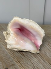 LARGE CONCH SHELL NATURAL SEA