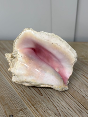 Large conch shell natural sea - large,