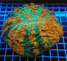 WYSIWYG Absolutely stunning