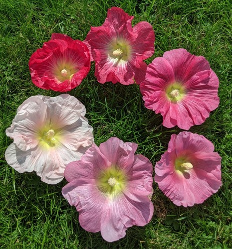 Hollyhock pink single mix - pink,
