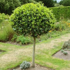 Evergreen olive tree standard - tree,