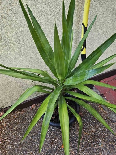 Yucca outdoor plant tree - plant,