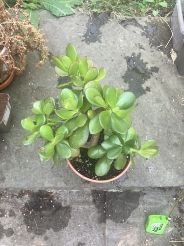 Big 20cm jade plant lucky - 20cm,