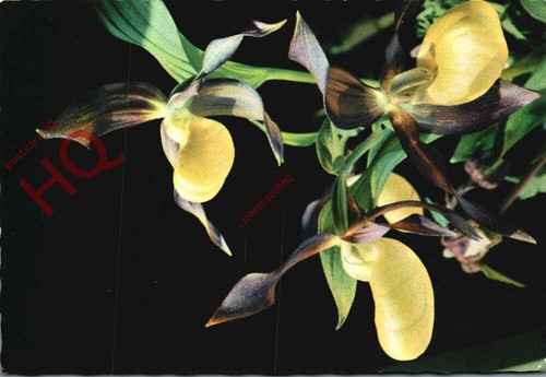 Picture postcard flower - picture,