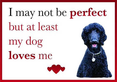 Funny dog loves black - funny,