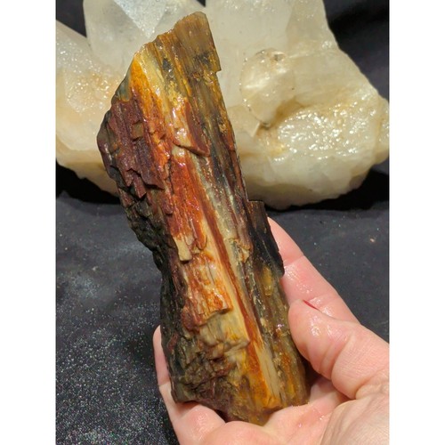 Petrified wood multicolored - petrified,