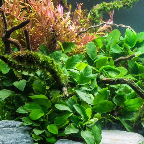 Anubias nana hardy - anubias,